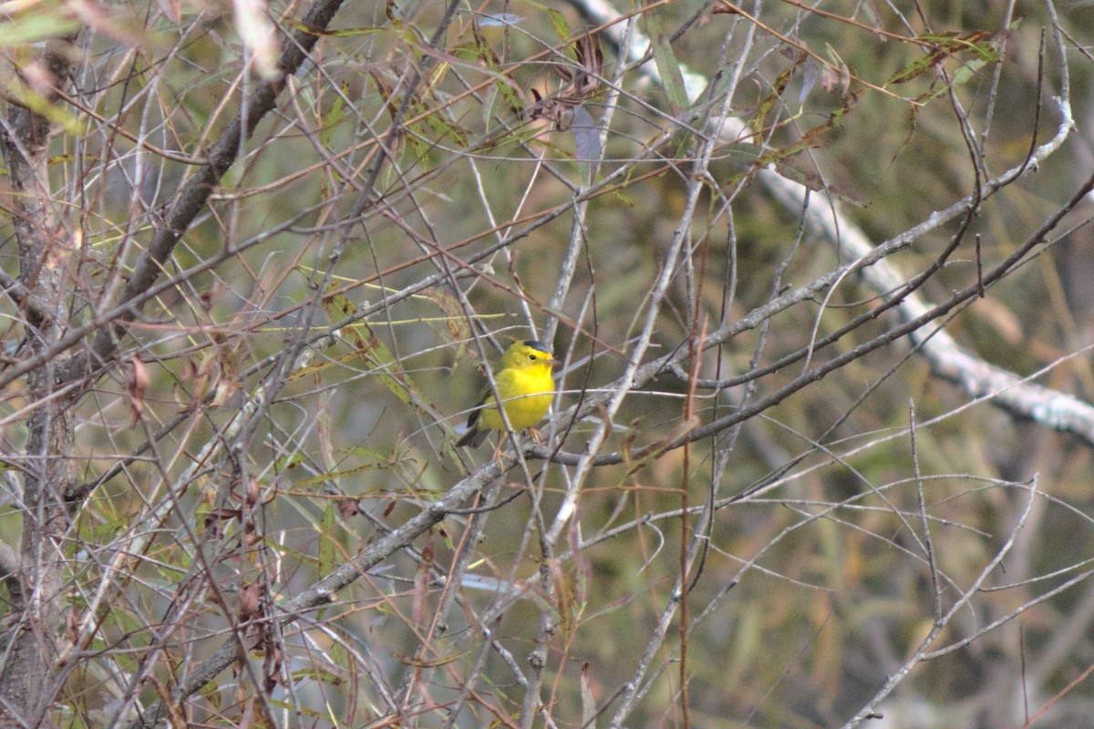 Wilson's Warbler - ML268310021