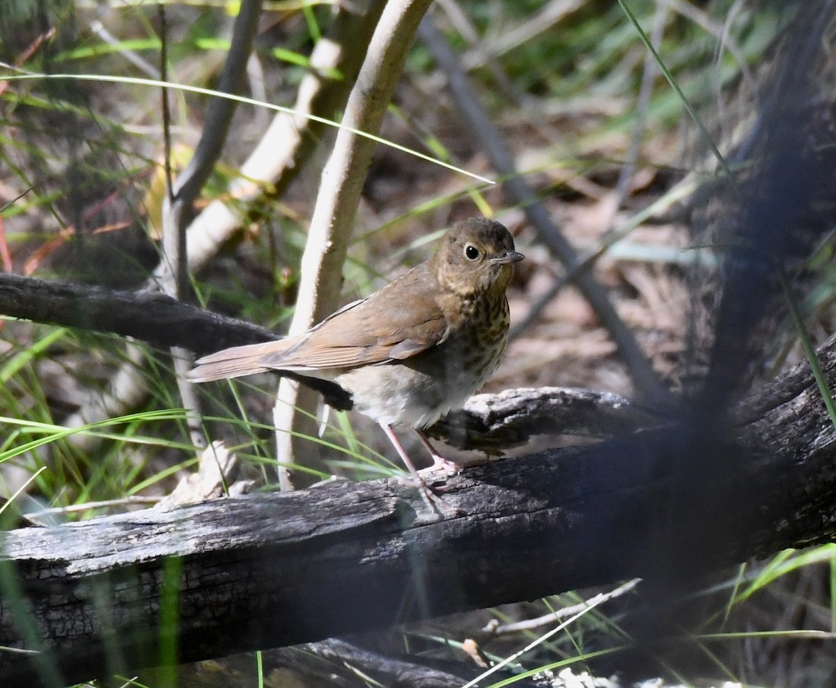 Swainson's Thrush - Adam Dudley