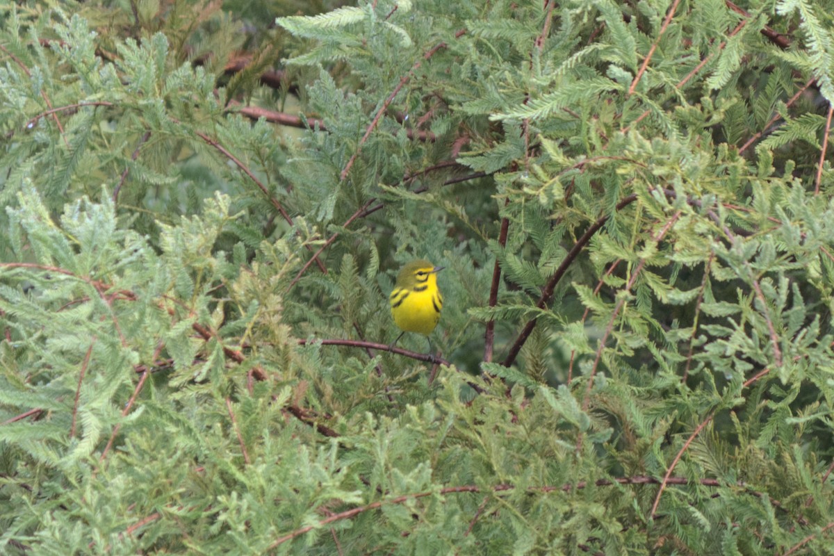 Prairie Warbler - ML268310931