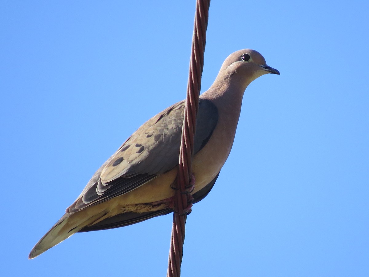 Eared Dove - ML268311691