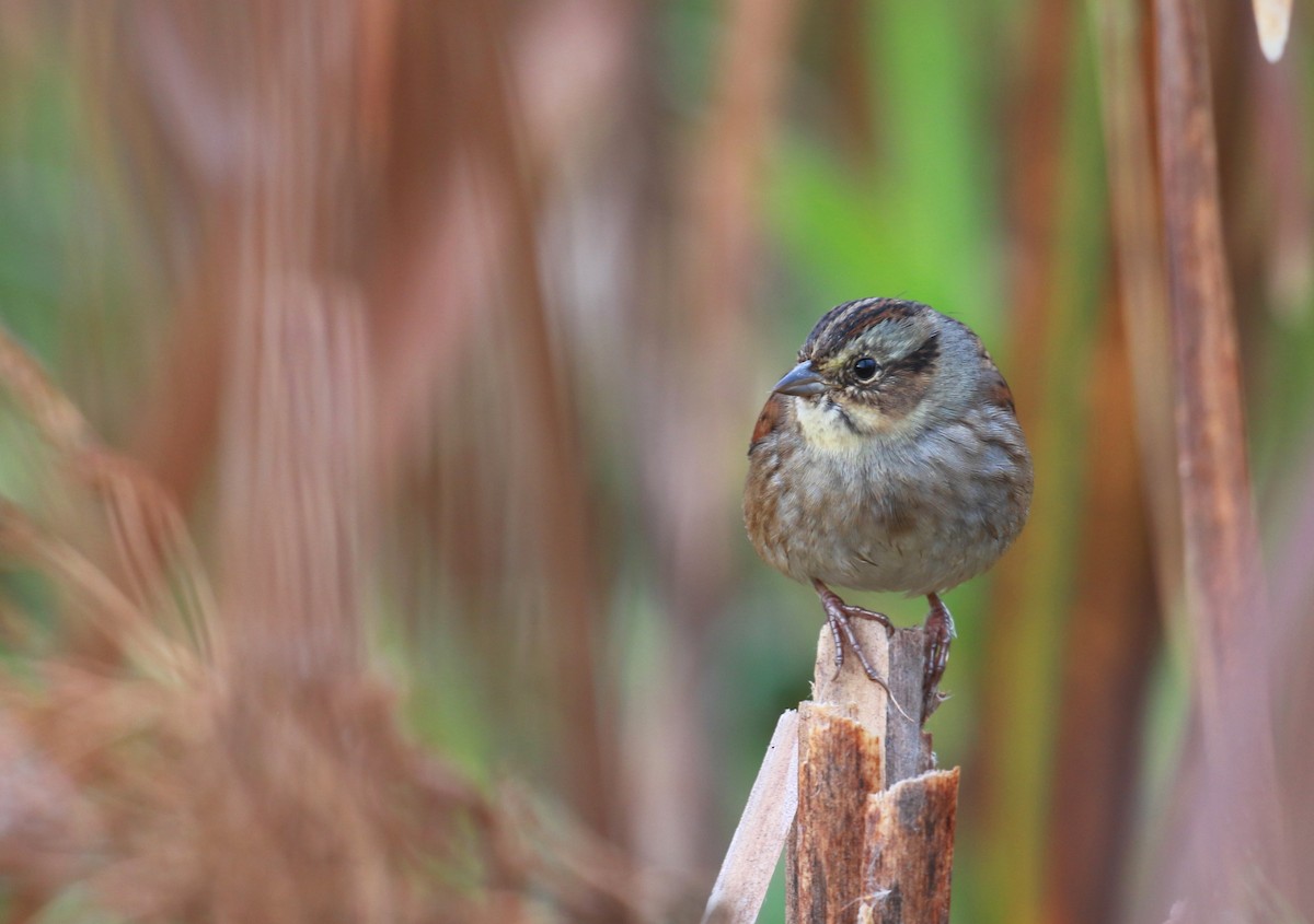 Swamp Sparrow - Aaron Graham