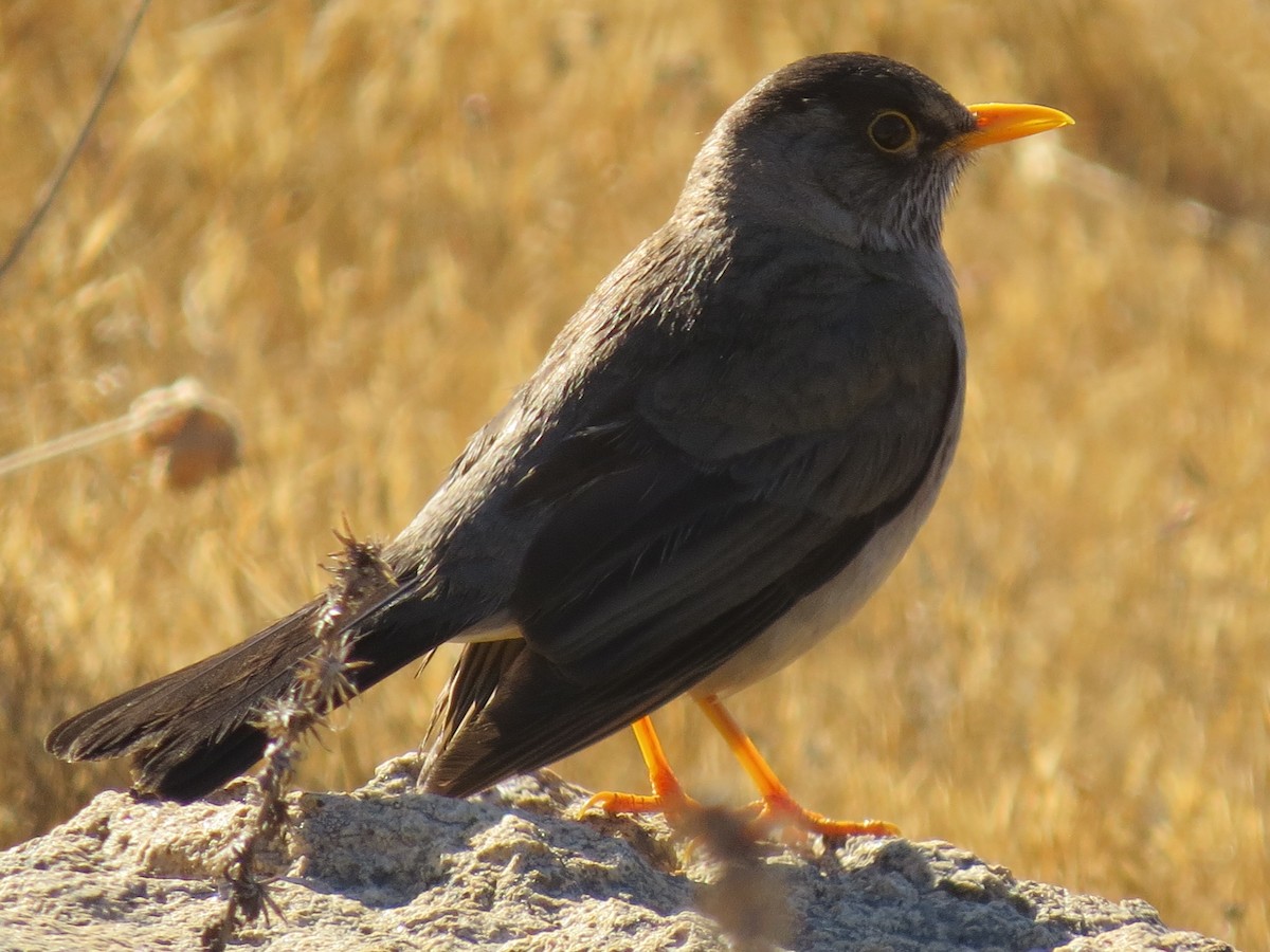 Austral Thrush - ML268311831