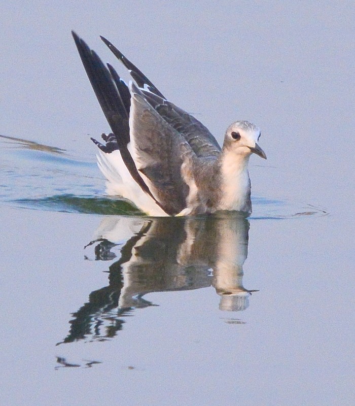 Sabine's Gull - ML268311841