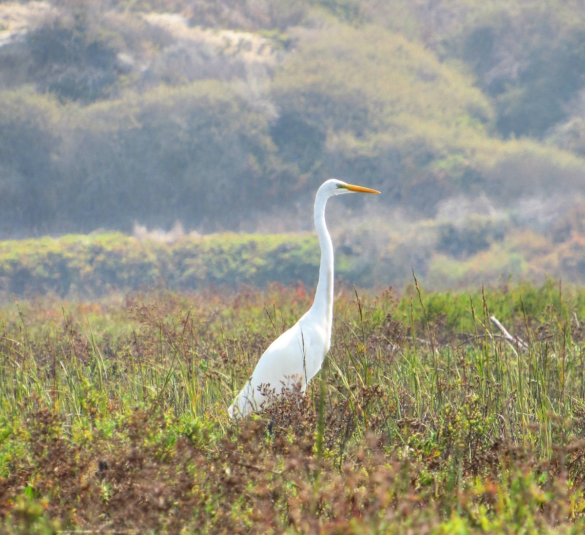 Great Egret - ML268312211