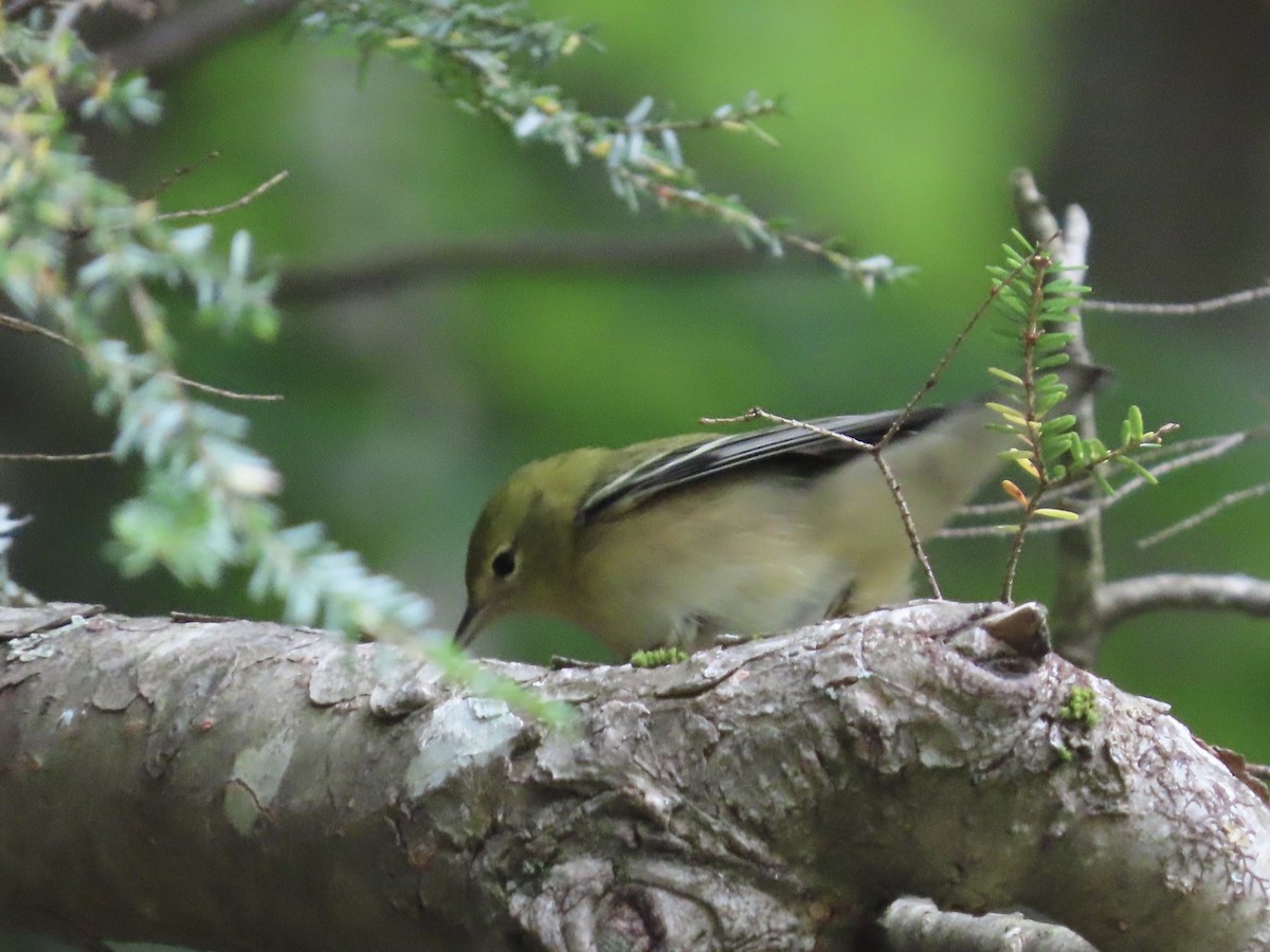 Bay-breasted Warbler - ML268313291