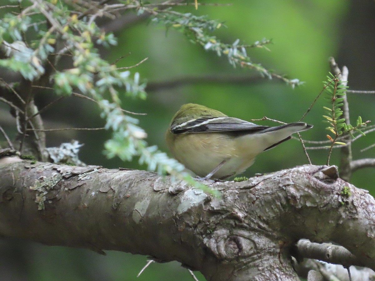 Bay-breasted Warbler - ML268313311