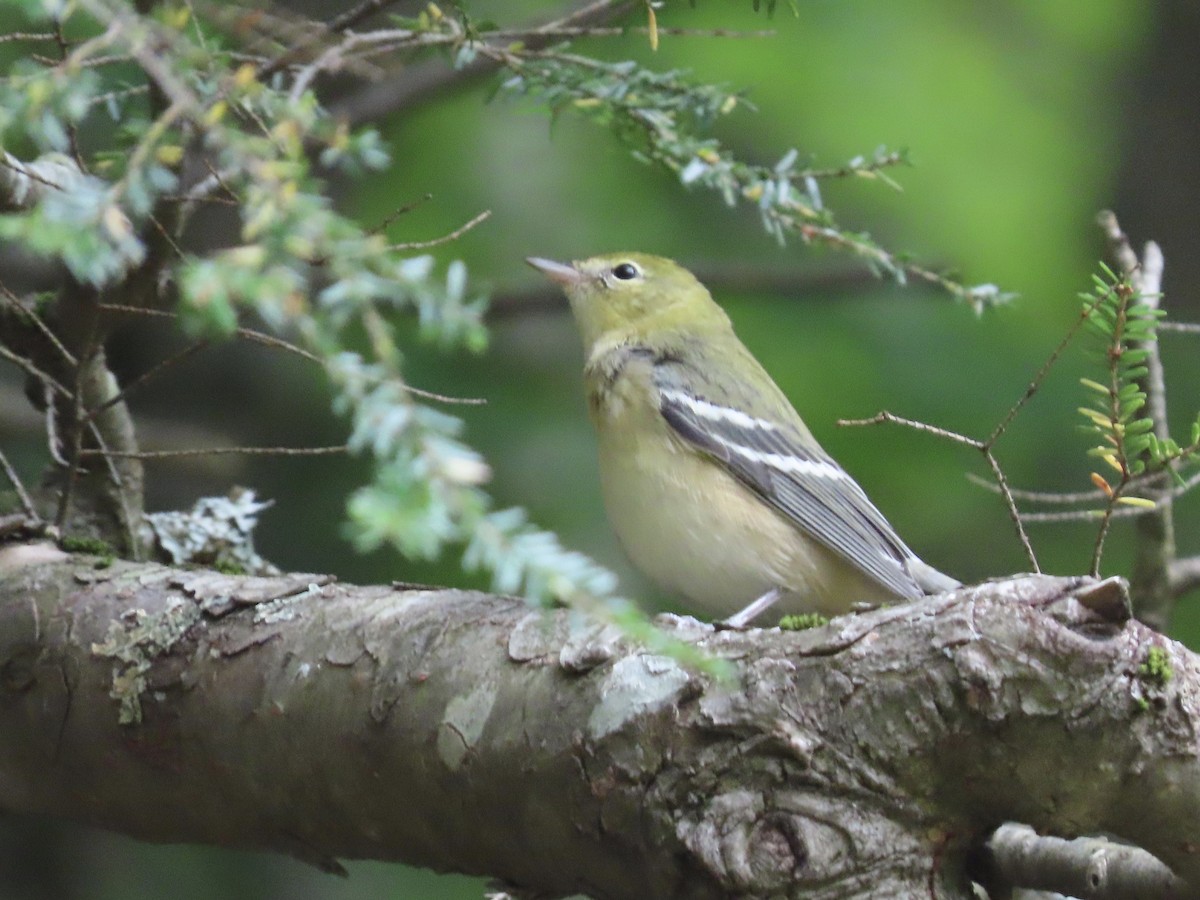 Bay-breasted Warbler - ML268313331