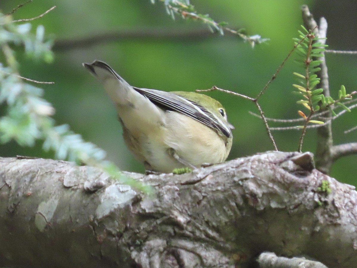 Bay-breasted Warbler - ML268313351