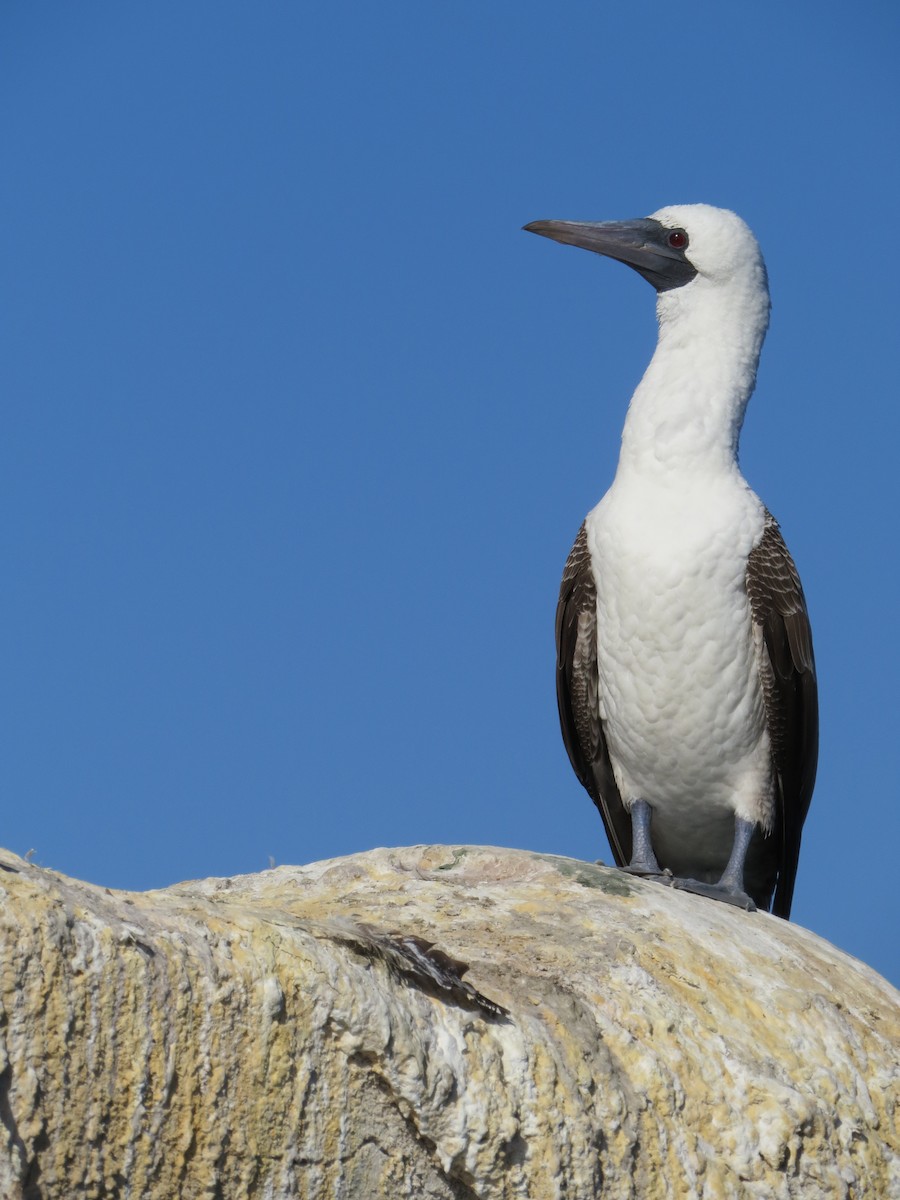 Peruvian Booby - ML268313401