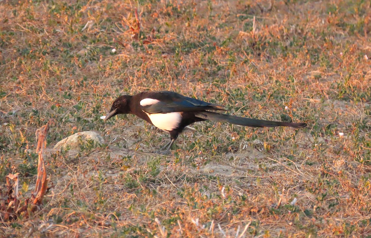 Black-billed Magpie - ML268313611