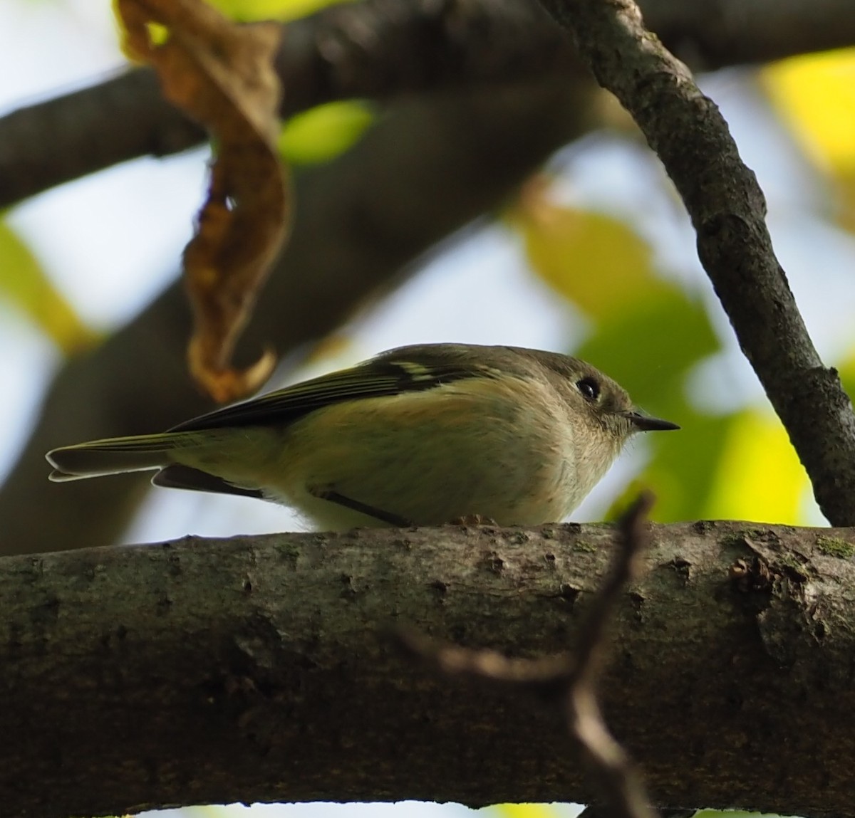 Ruby-crowned Kinglet - ML268313691