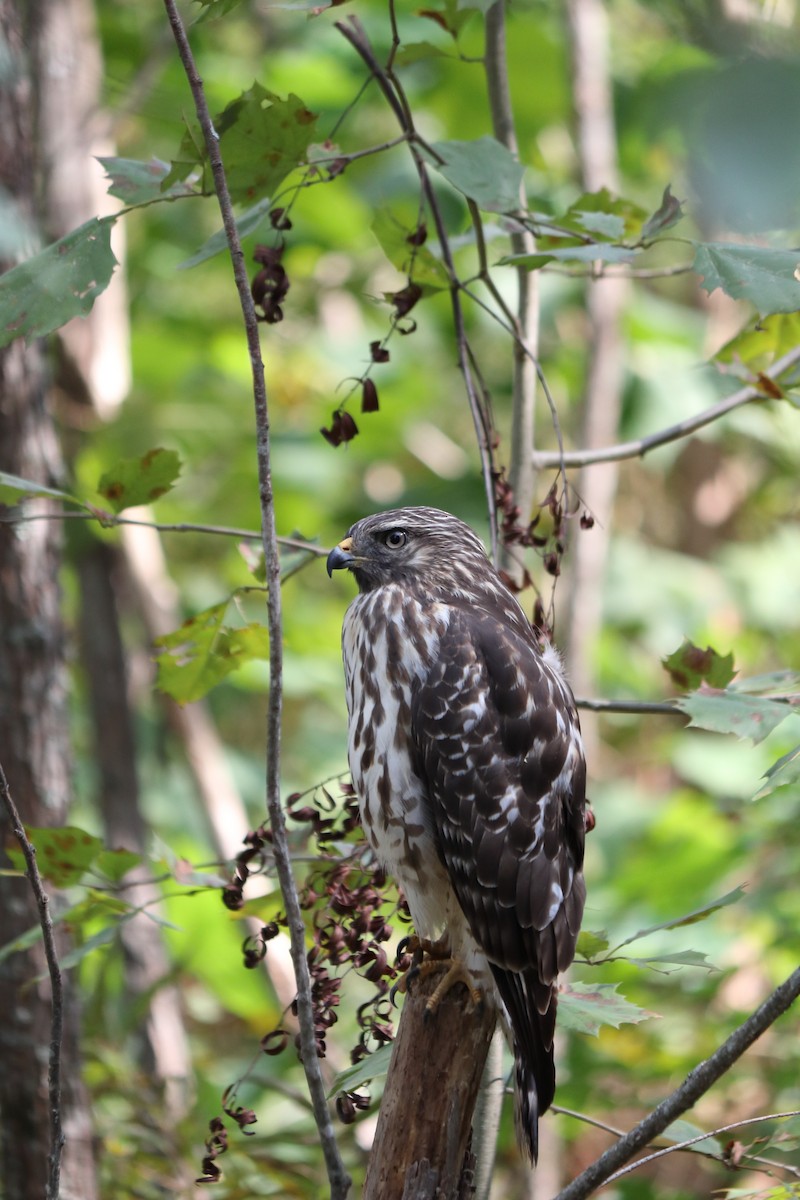 Rotschulterbussard [lineatus-Gruppe] - ML268316111