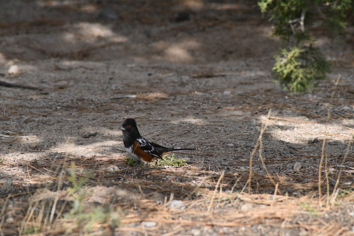 Spotted Towhee - ML268316191