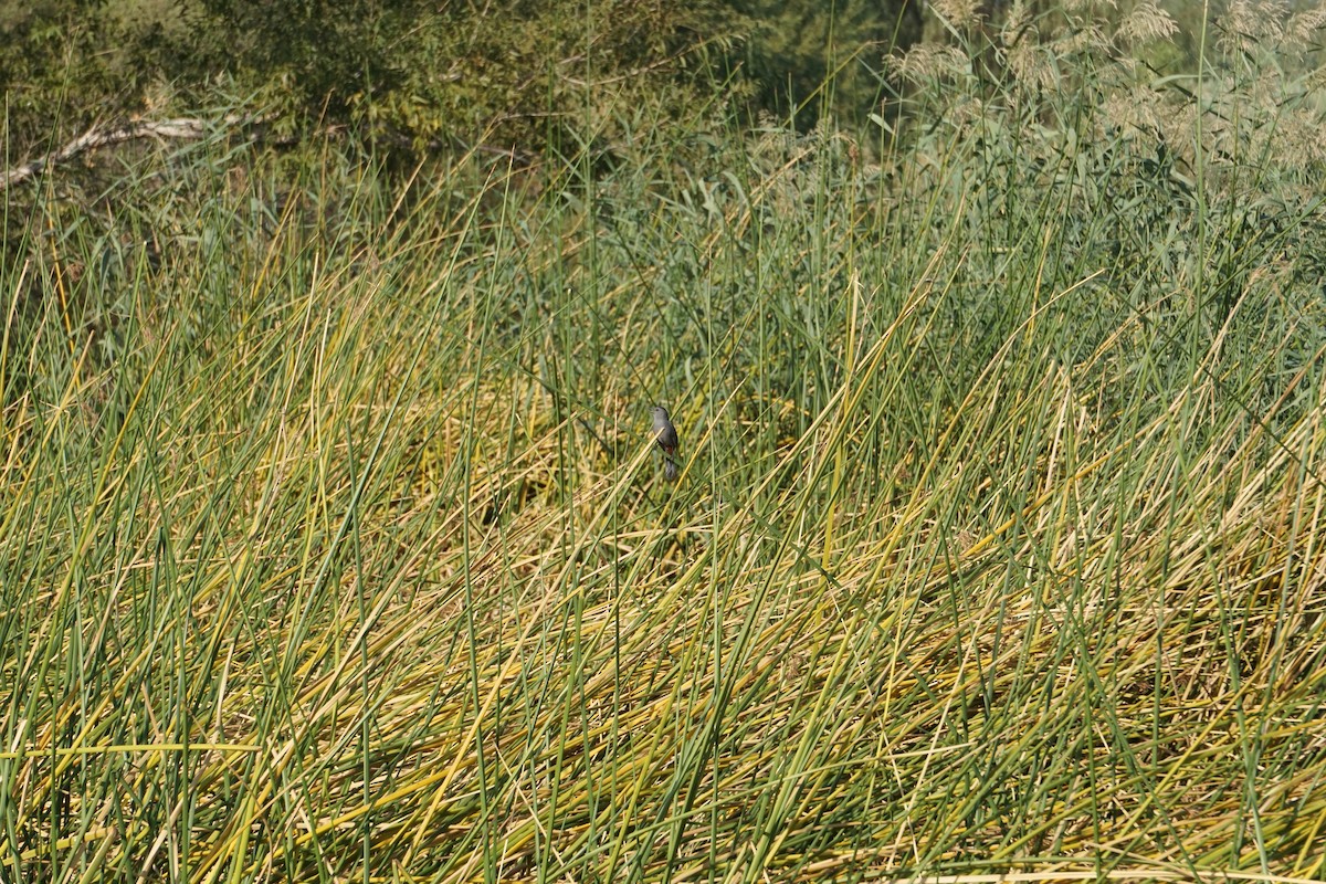 Gray Catbird - ML268316311