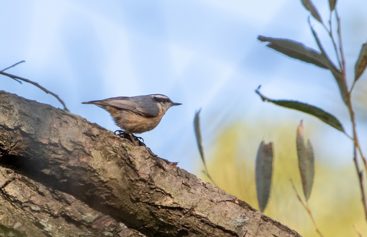 Red-breasted Nuthatch - ML268316451