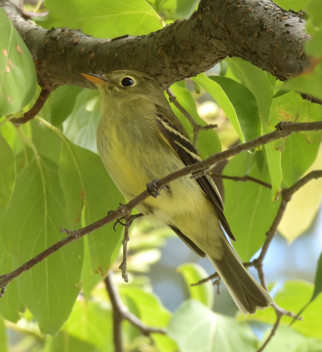 Yellow-bellied Flycatcher - ML268316801