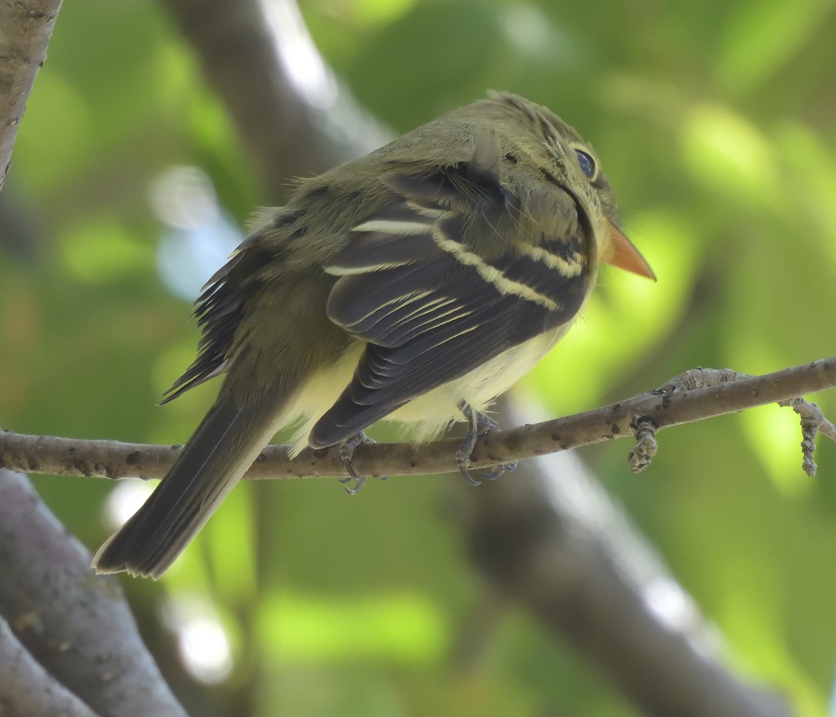 Yellow-bellied Flycatcher - ML268316811