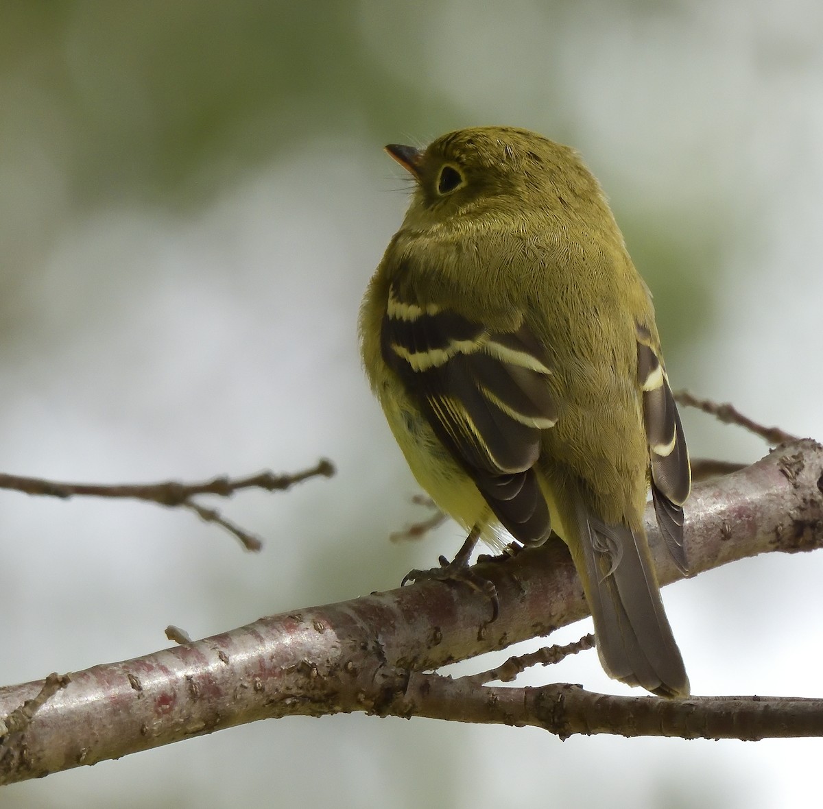 Yellow-bellied Flycatcher - Marlene Waldron