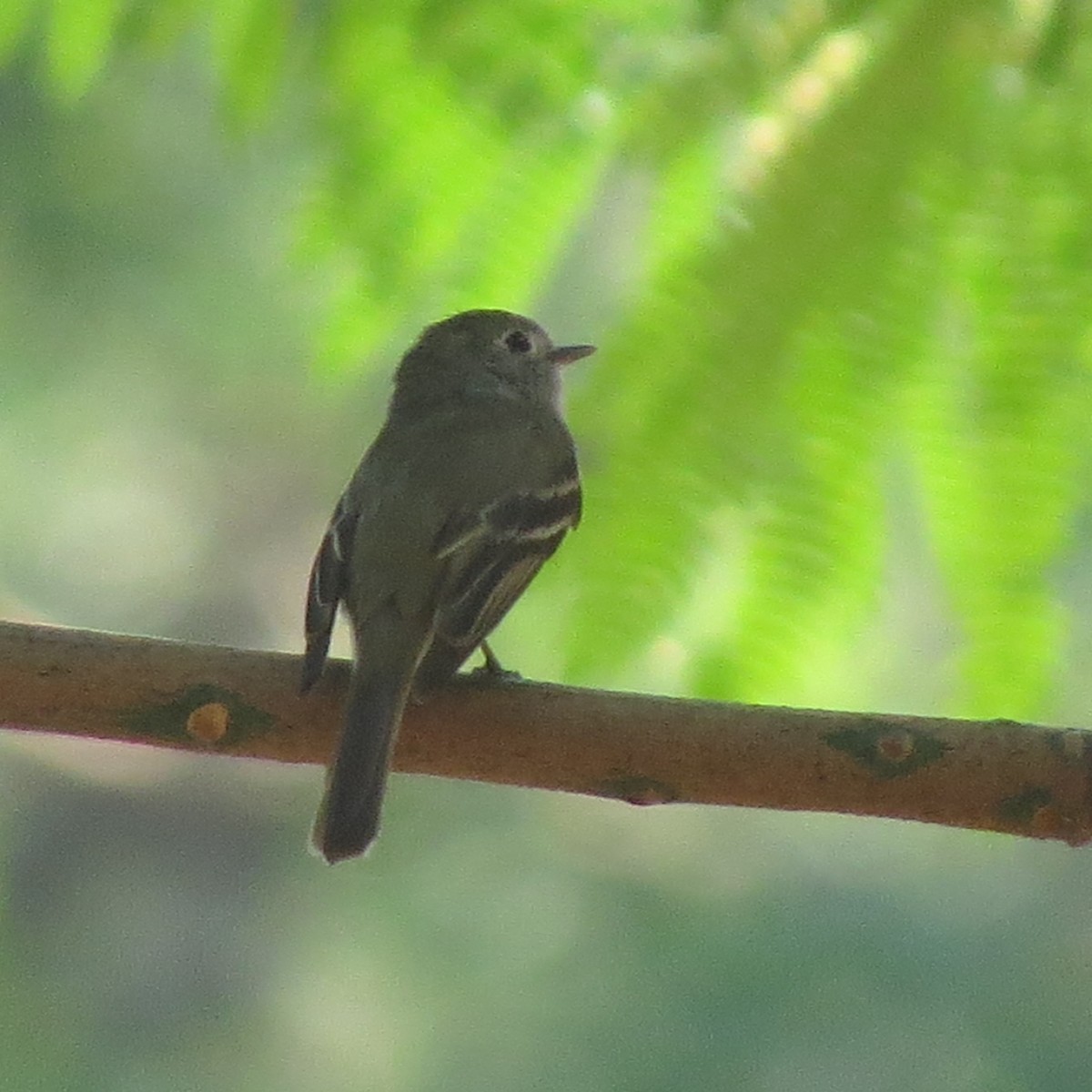 חטפית Empidonax בלתי-מזוהה - ML26831781