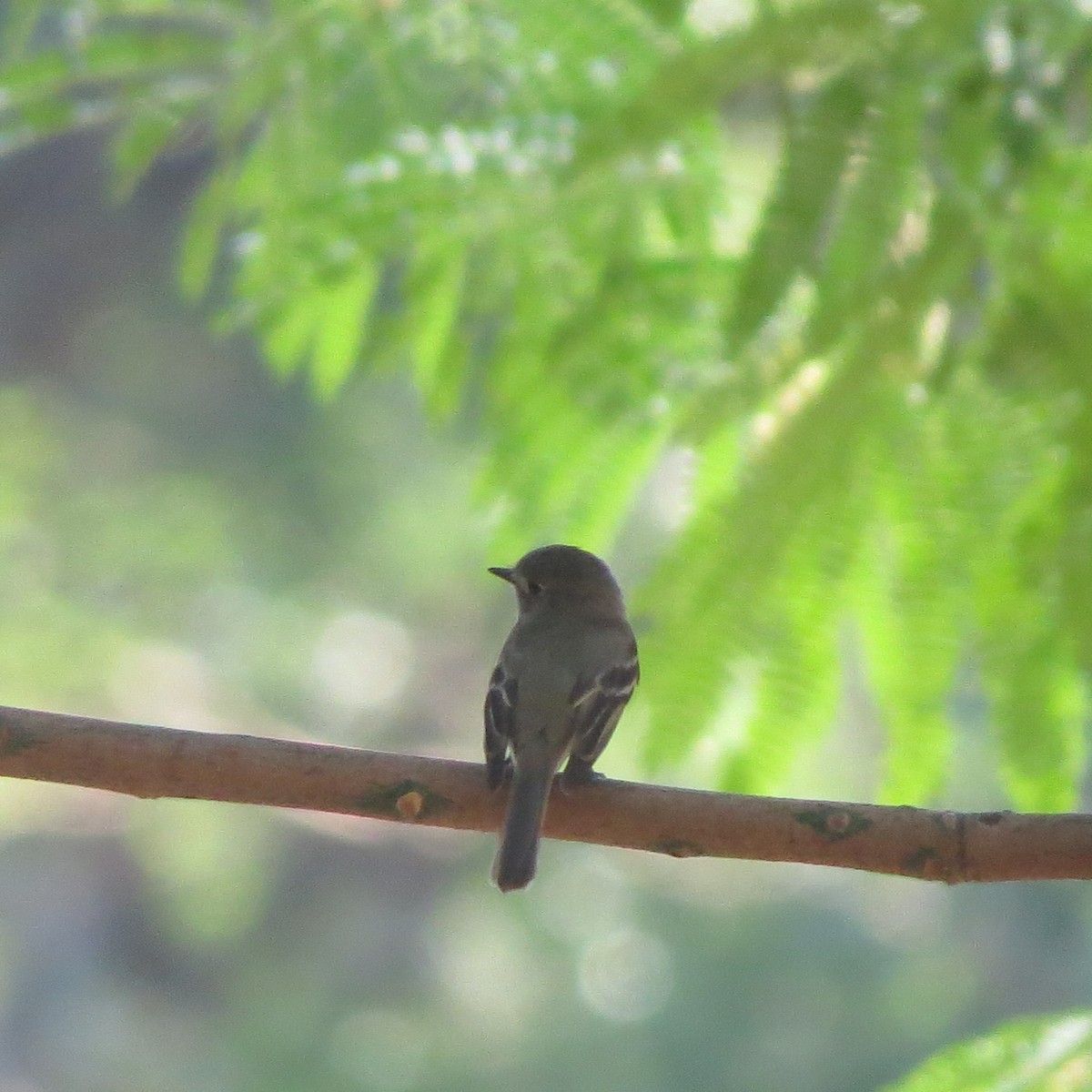 Empidonax sp. - Georgia Conti