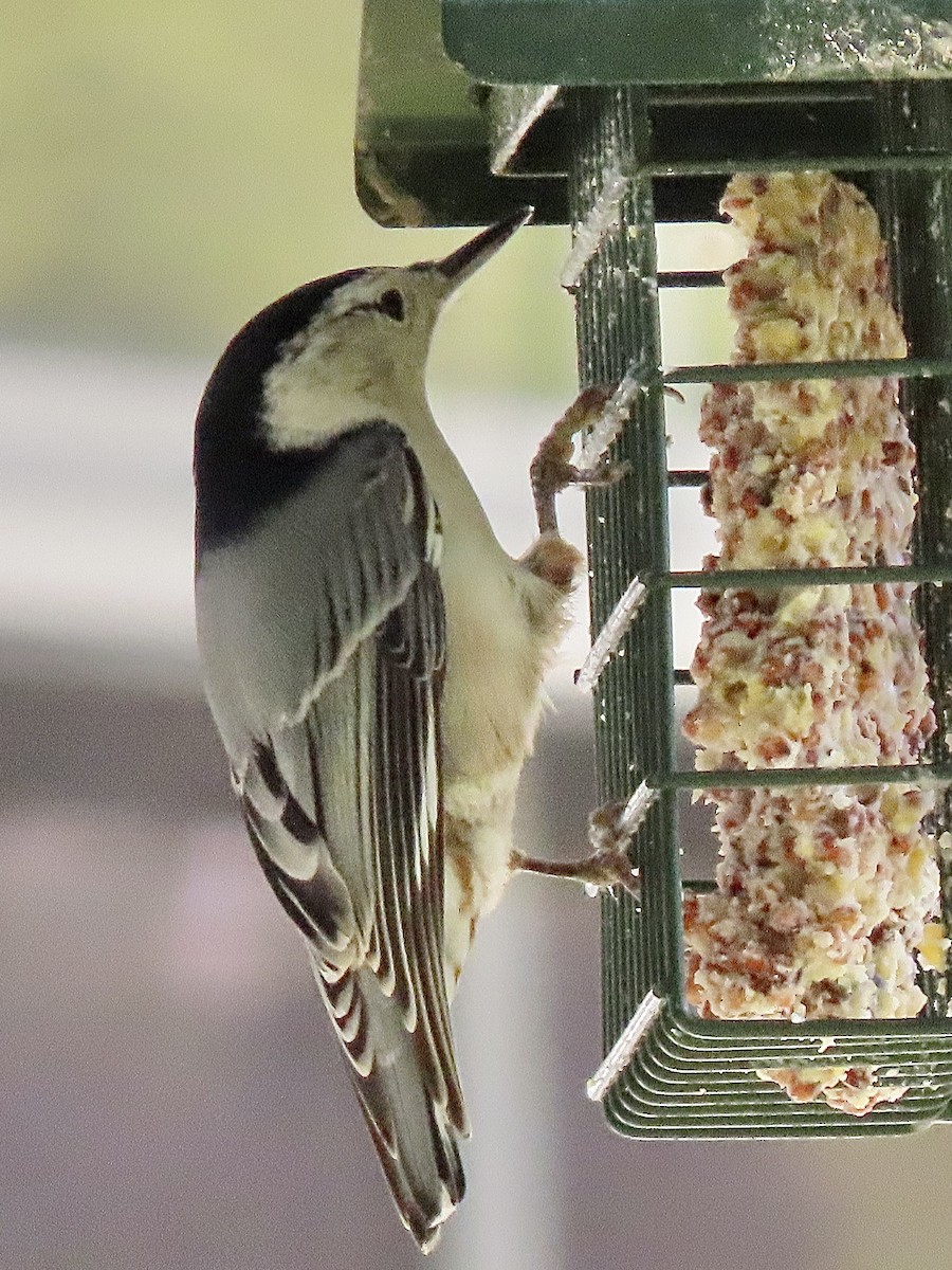 White-breasted Nuthatch (Eastern) - ML268320611