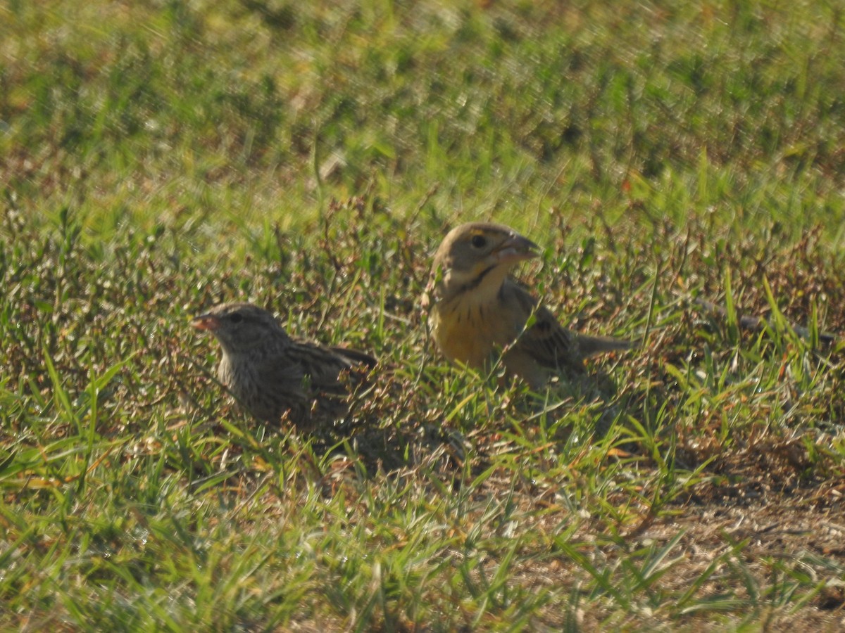 Dickcissel - ML268321191