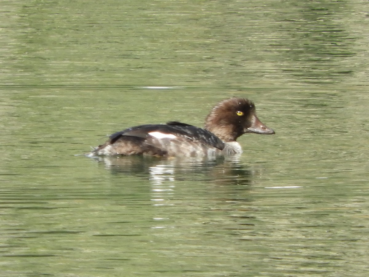 Barrow's Goldeneye - ML268321501