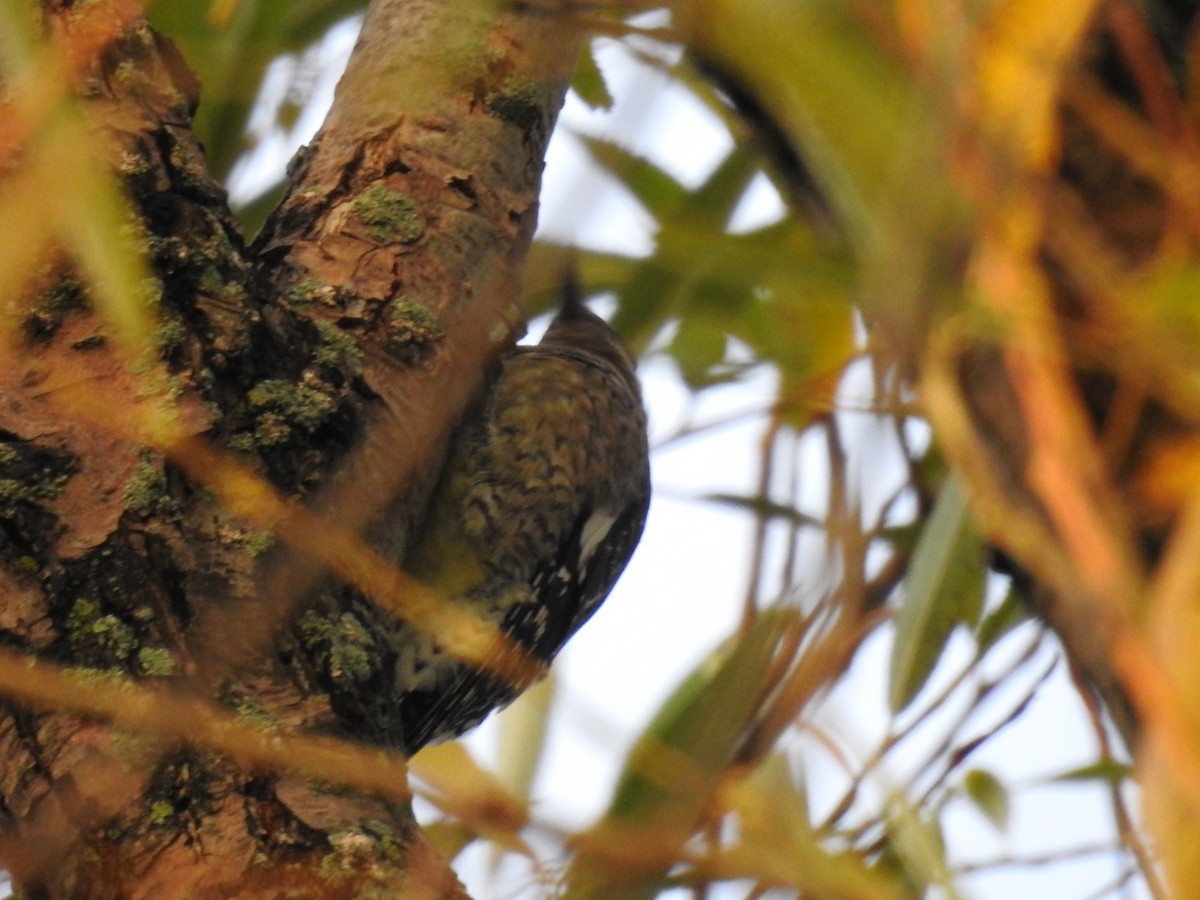 Yellow-bellied Sapsucker - ML268322851