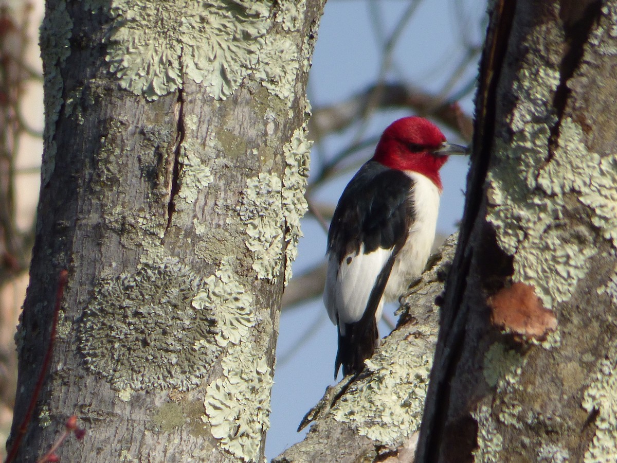 Pic à tête rouge - ML26832351