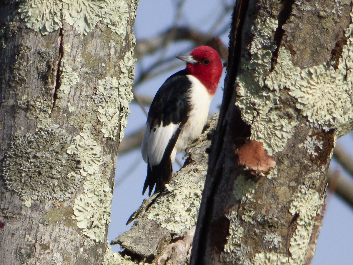 Pic à tête rouge - ML26832361