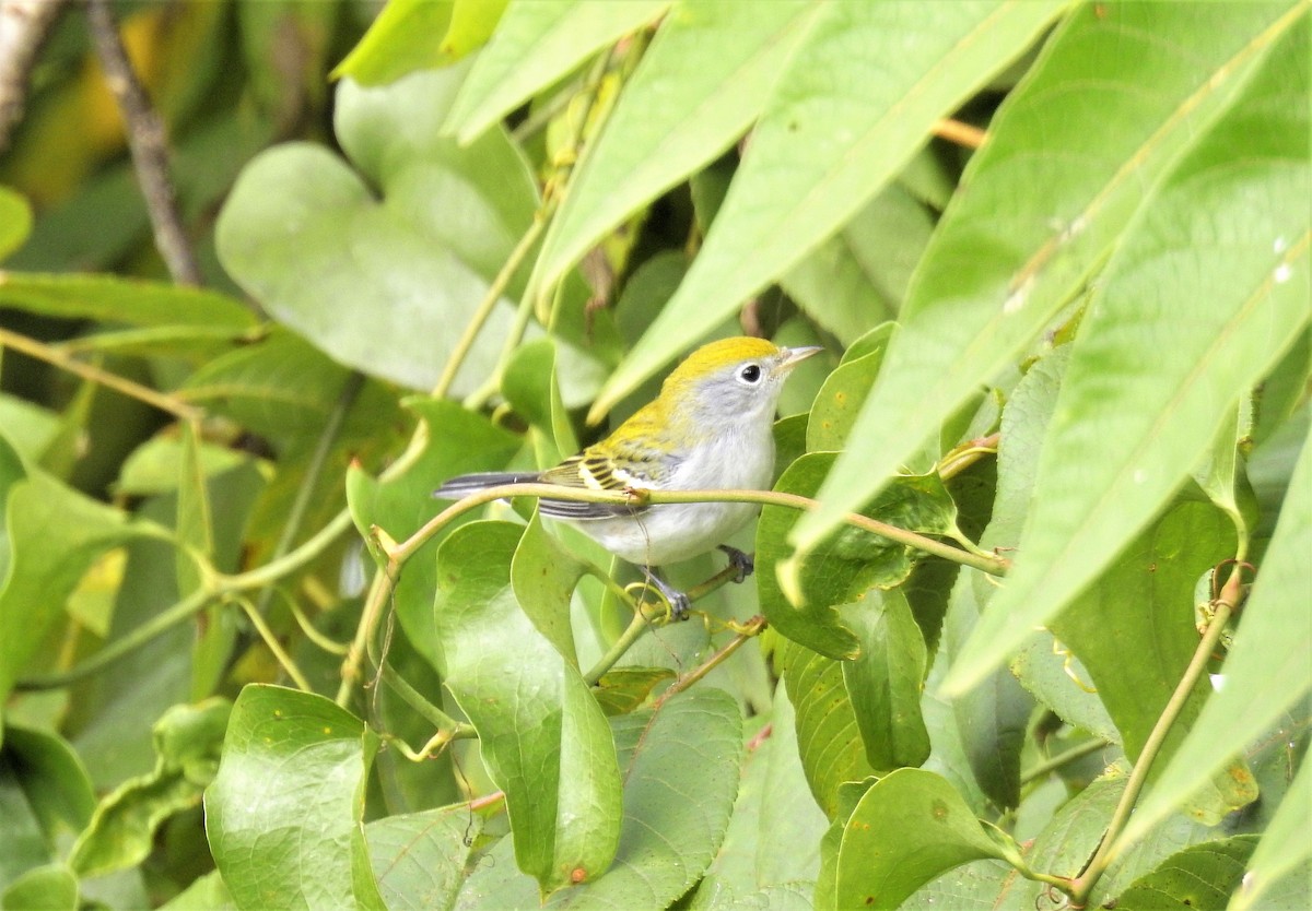 Chestnut-sided Warbler - ML268323951