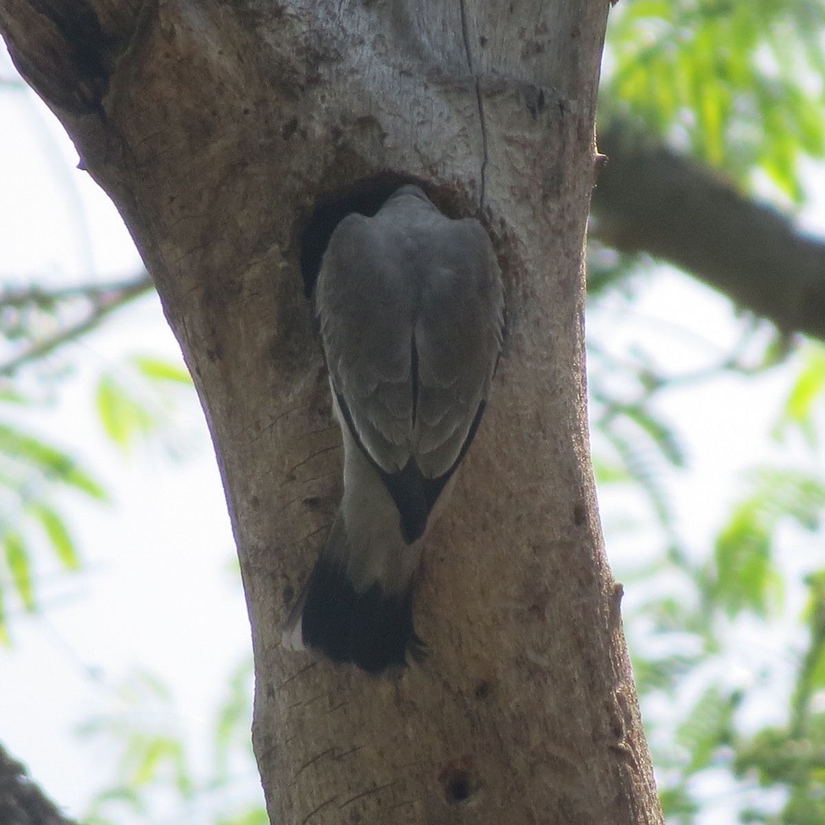 Masked Tityra - ML26832401