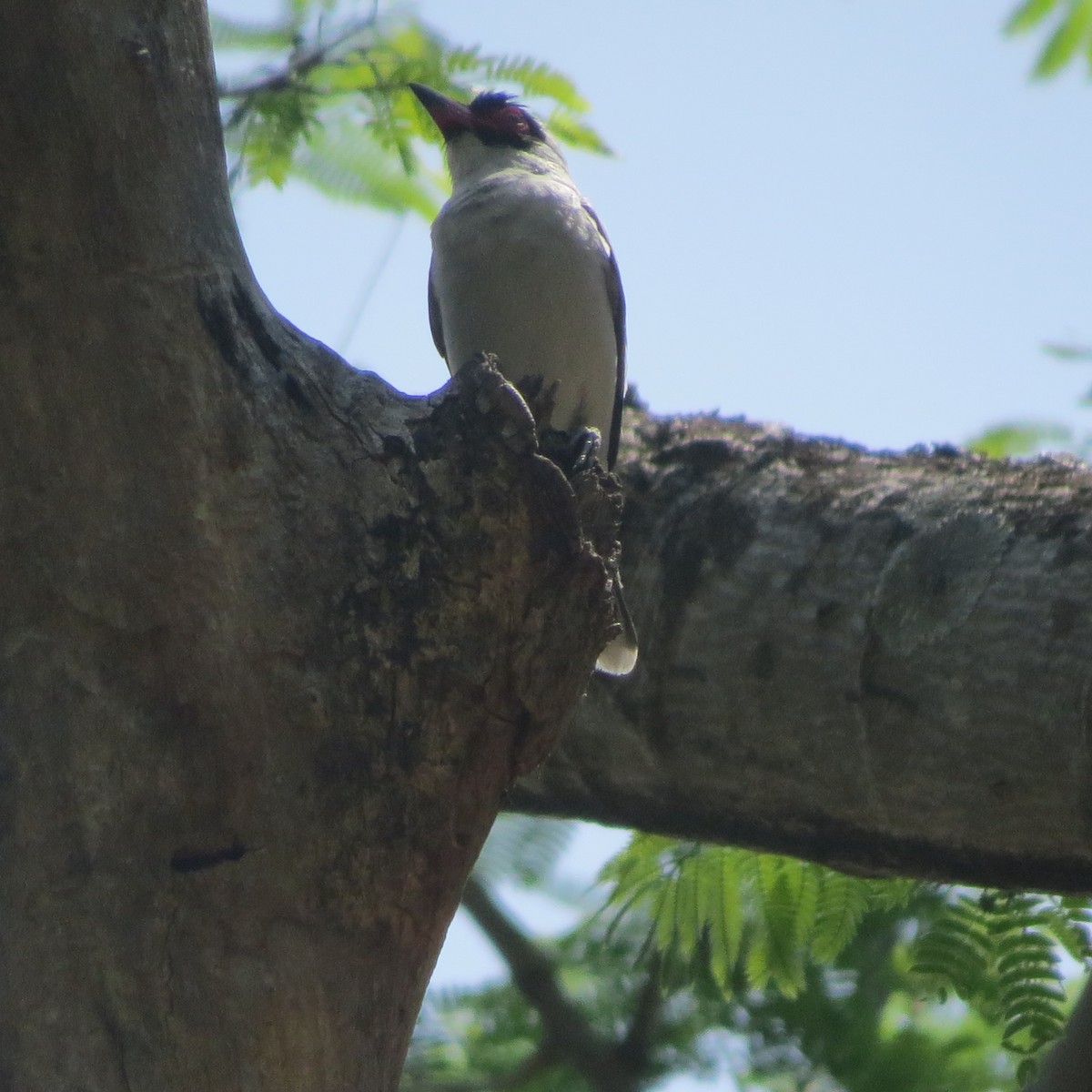 Masked Tityra - ML26832411