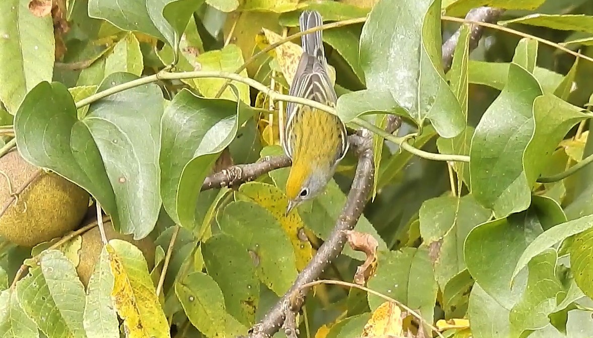 Chestnut-sided Warbler - ML268324421