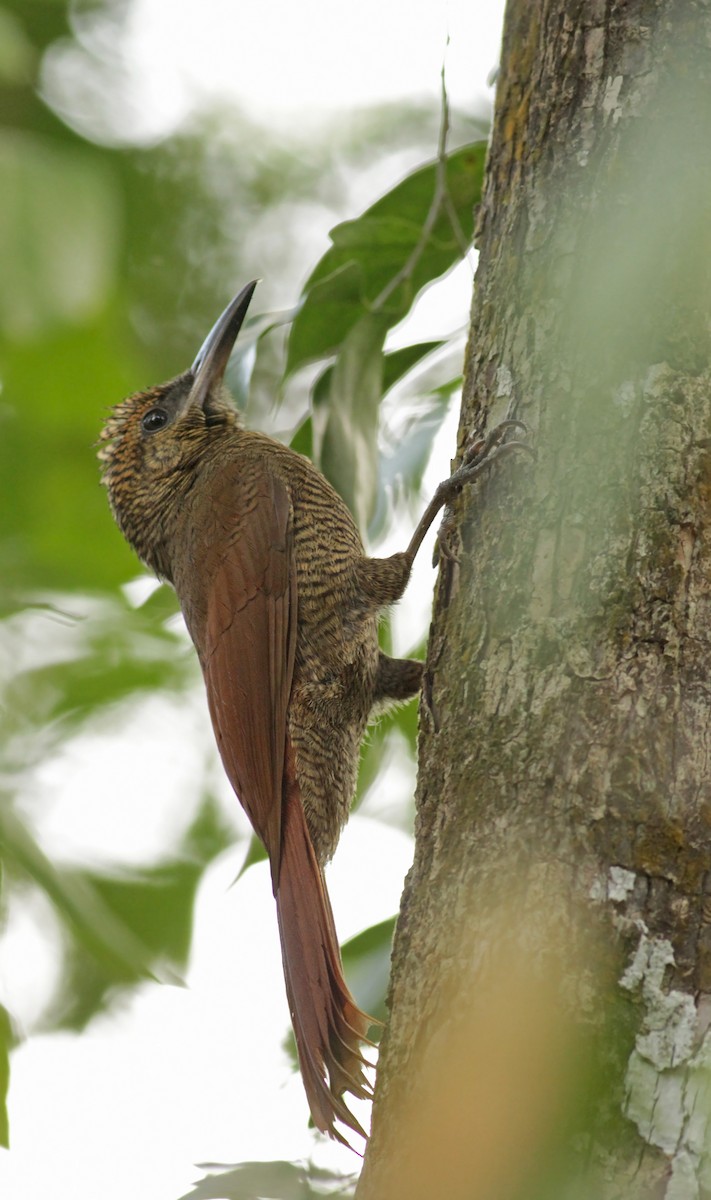 Northern Barred-Woodcreeper - ML26832491