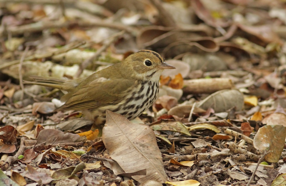 Ovenbird - ML26832541