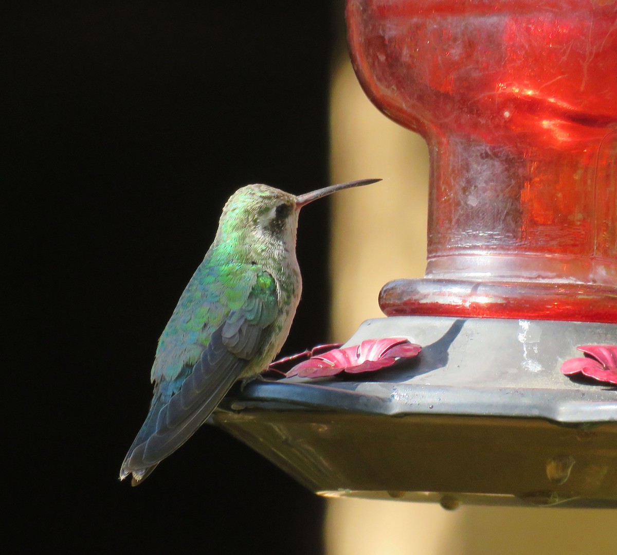 Broad-billed Hummingbird - ML268325641
