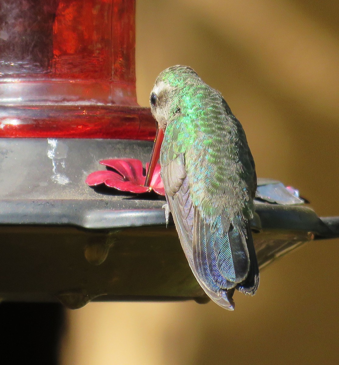 Broad-billed Hummingbird - ML268325661