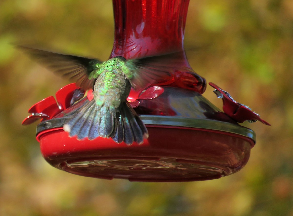 Broad-billed Hummingbird - ML268325671