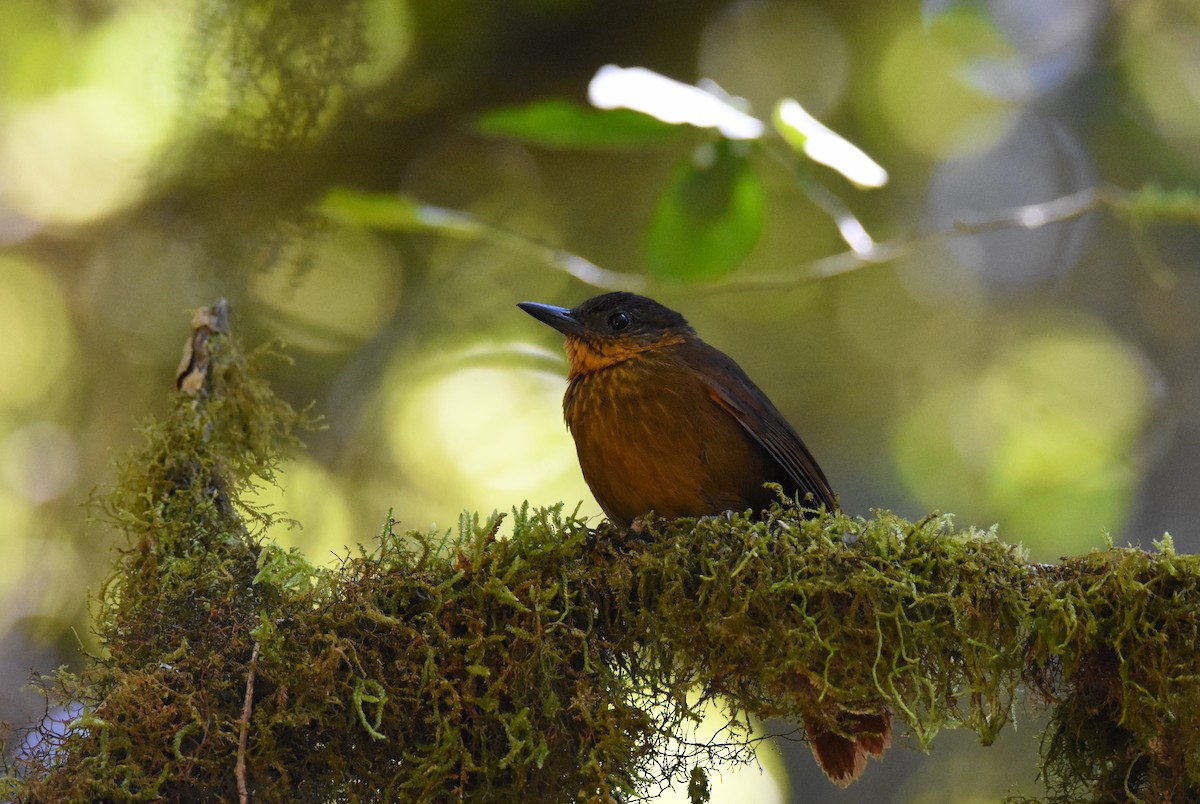 Streak-breasted Treehunter - ML26832581