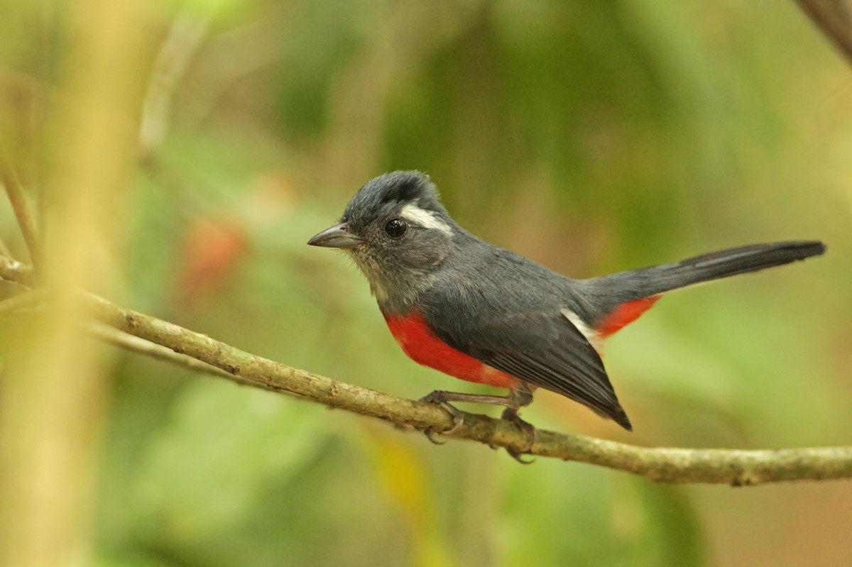 Gray-throated Chat - Ian Davies