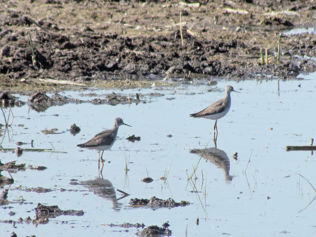 Lesser Yellowlegs - ML268326341