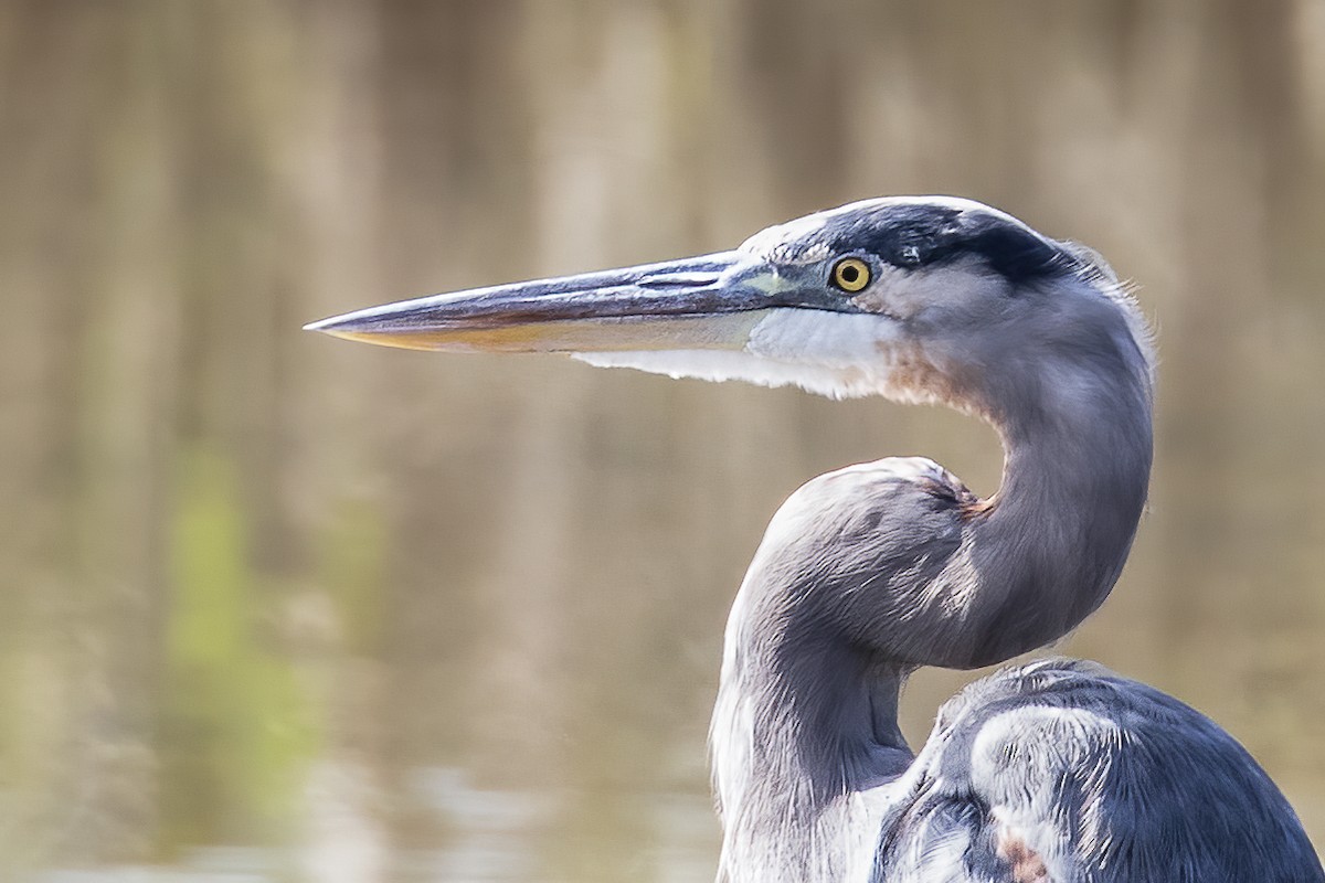 Great Blue Heron - ML268326551