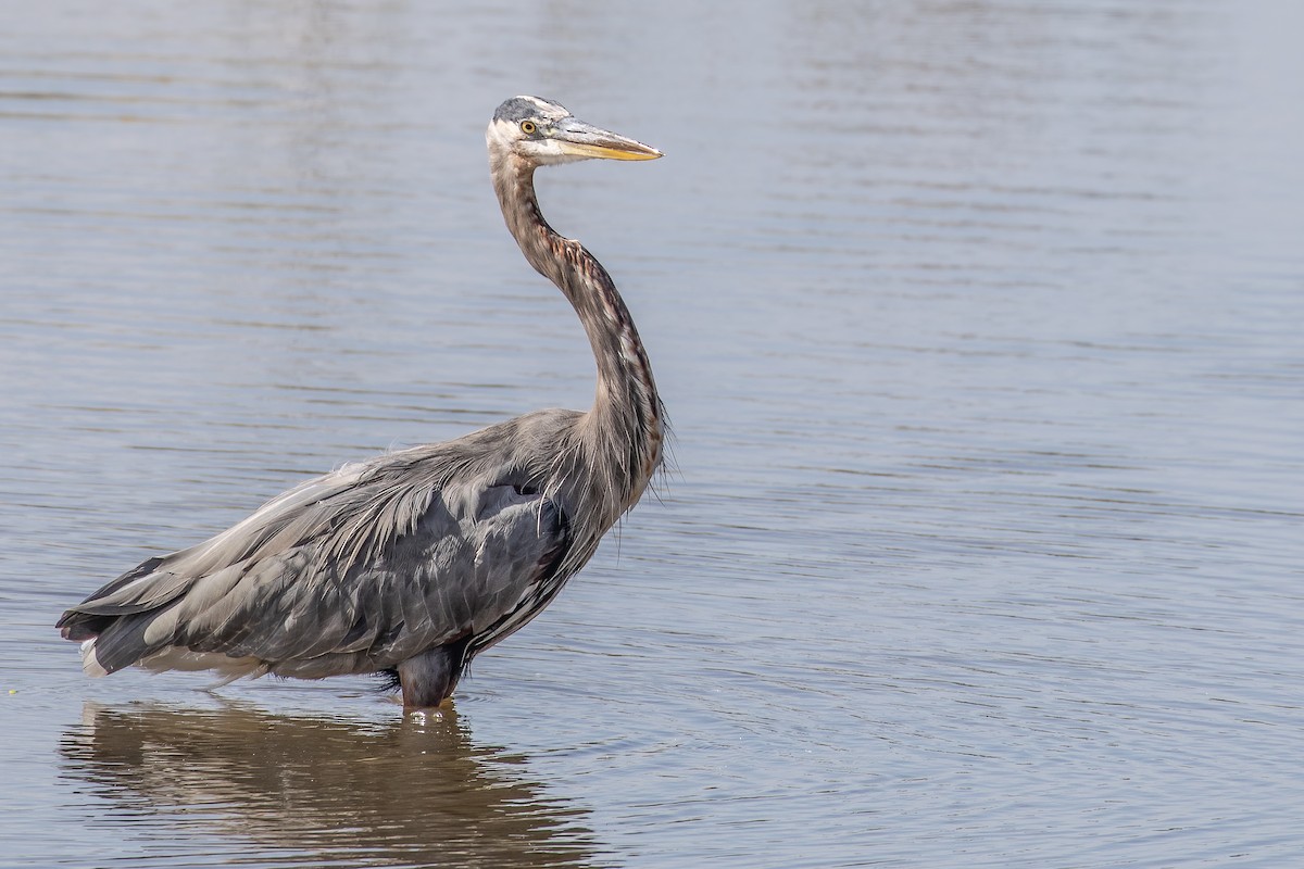 Great Blue Heron - Bill Wood