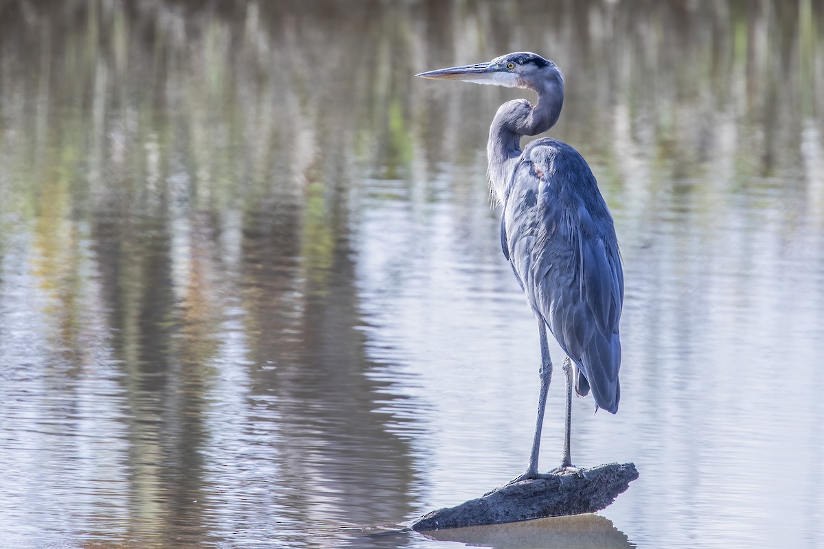 Great Blue Heron - ML268326581