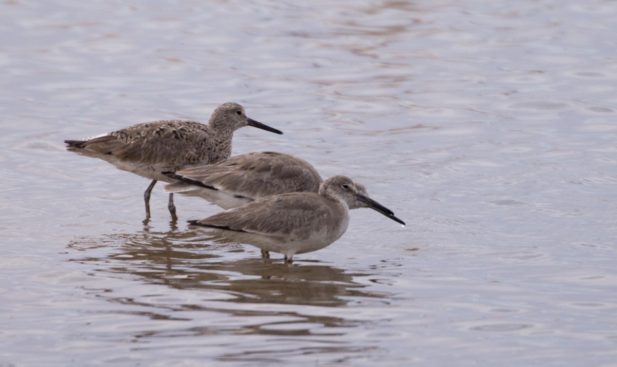 Willet - Herb Elliott