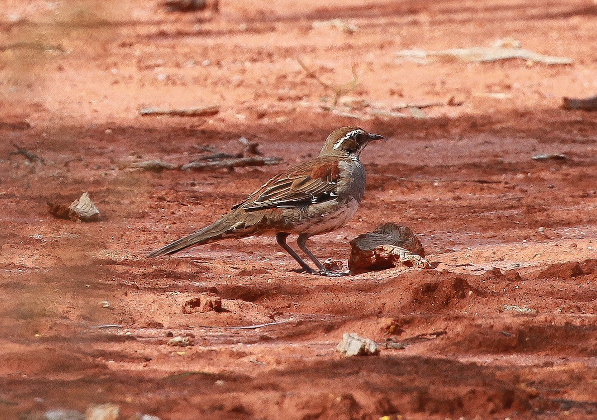 Chestnut Quail-thrush - Martin Allen