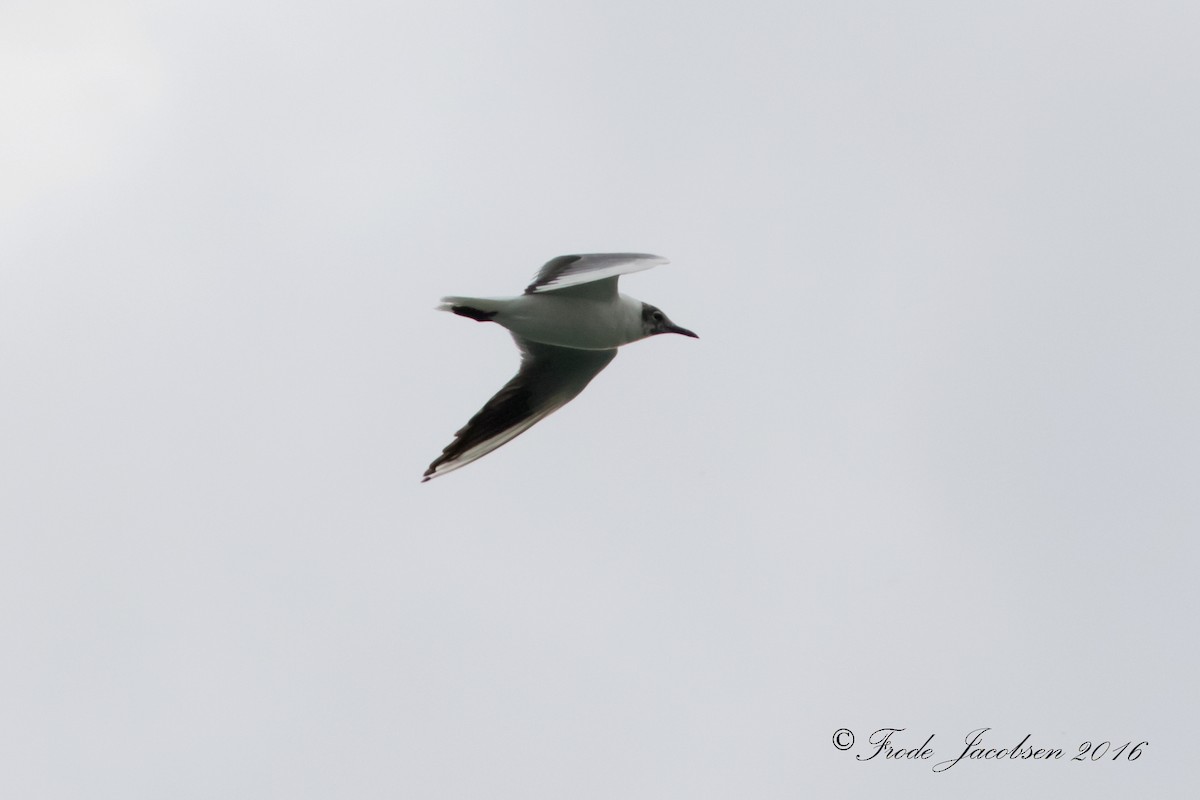 Mouette rieuse - ML26833121
