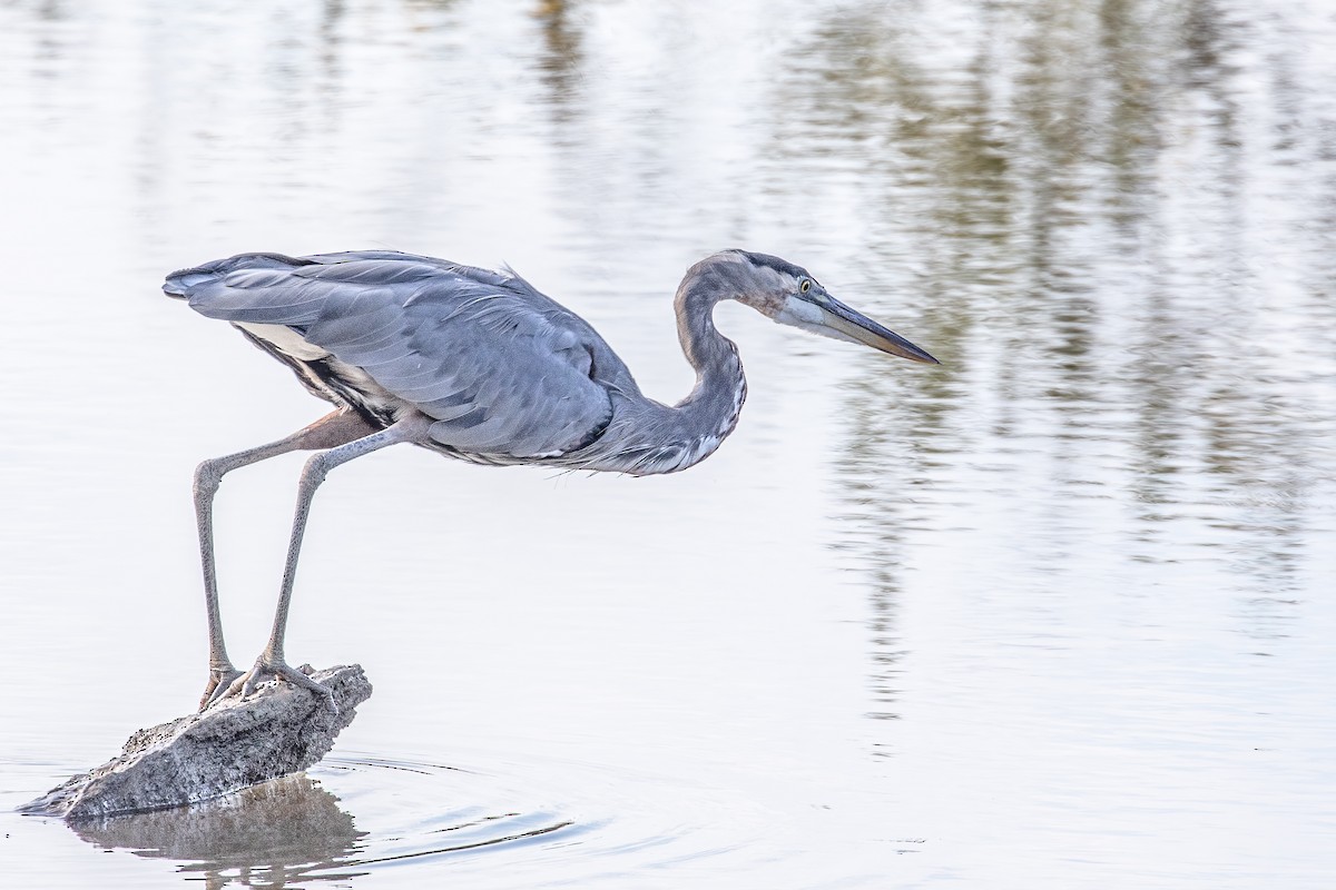 Great Blue Heron - ML268332381