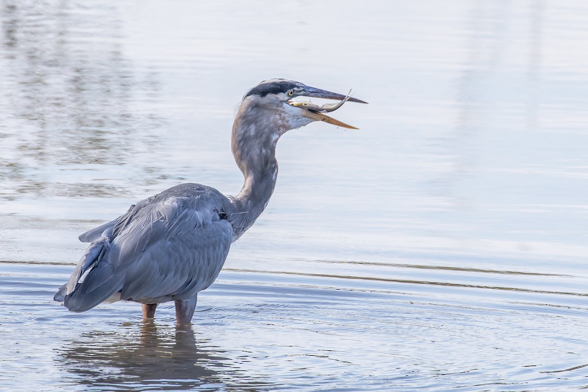 Great Blue Heron - ML268332401